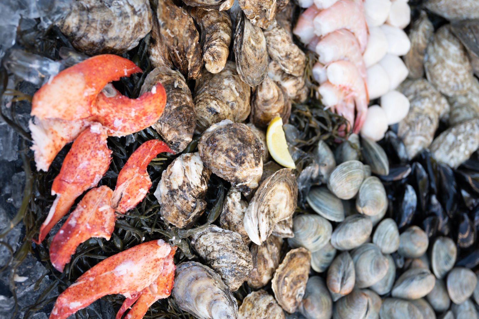 All About Mussels, Clams, and Oysters…
